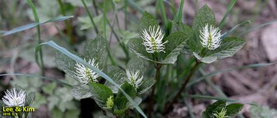 Chloranthus fortunei, photographed by Kim, Hyun-tae