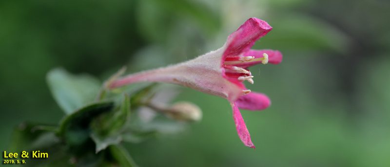 Weigela subsessilis, photographed by Kim, Hyun-tae