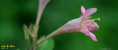 Weigela subsessilis, photographed by Kim, Hyun-tae