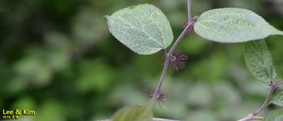 Broussonetia monoica, photographed by Kim, Hyun-tae