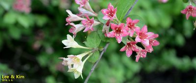 Weigela subsessilis, photographed by Kim, Hyun-tae