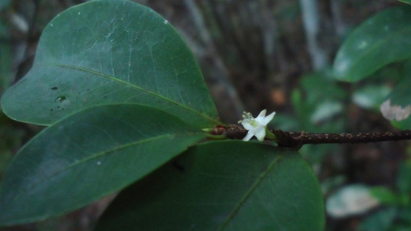 Erythroxylum mikanii, photographed by russiannaturalistbrazil