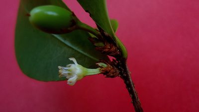 Erythroxylum mikanii, photographed by russiannaturalistbrazil