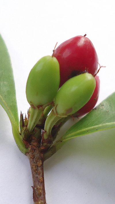 Erythroxylum mikanii, photographed by russiannaturalistbrazil