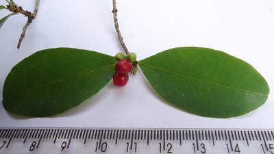 Erythroxylum mikanii, photographed by russiannaturalistbrazil