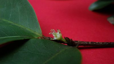 Erythroxylum mikanii, photographed by russiannaturalistbrazil