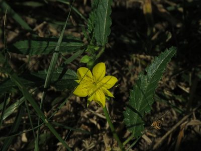 Corchorus confusus, photographed by Gonzalo Roget