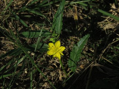 Corchorus confusus, photographed by Gonzalo Roget