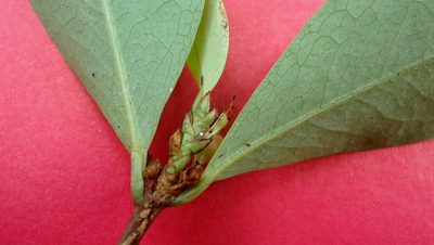 Erythroxylum mikanii, photographed by russiannaturalistbrazil