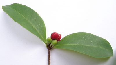 Erythroxylum mikanii, photographed by russiannaturalistbrazil