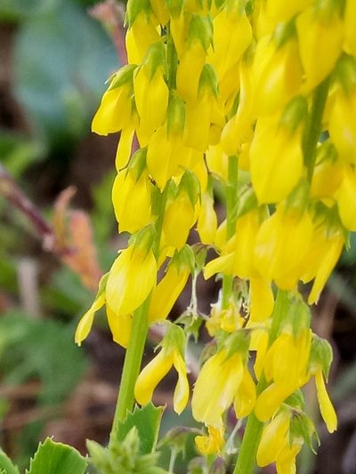 Melilotus segetalis, photographed by Karim Haddad