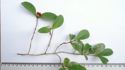 Erythroxylum mikanii, photographed by russiannaturalistbrazil