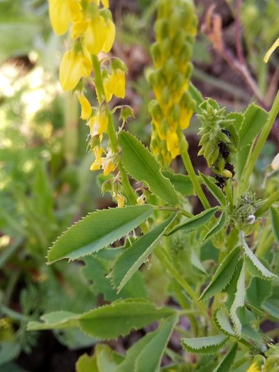Melilotus segetalis, photographed by Karim Haddad