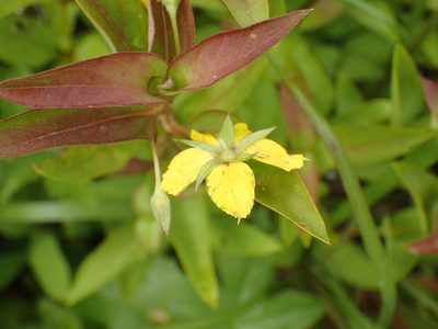 Lysimachia tonsa, photographed by John P Friel