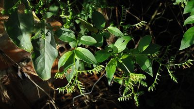 Myriopus rubicundus, photographed by russiannaturalistbrazil