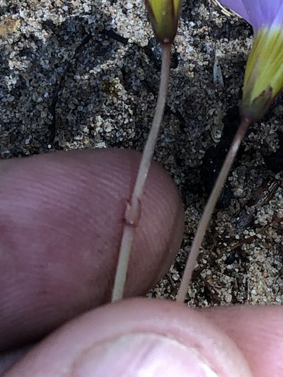 Oxalis anomala, photographed by Dave U