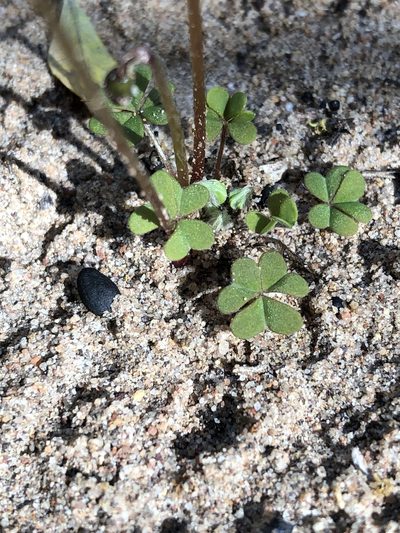 Oxalis anomala, photographed by Dave U