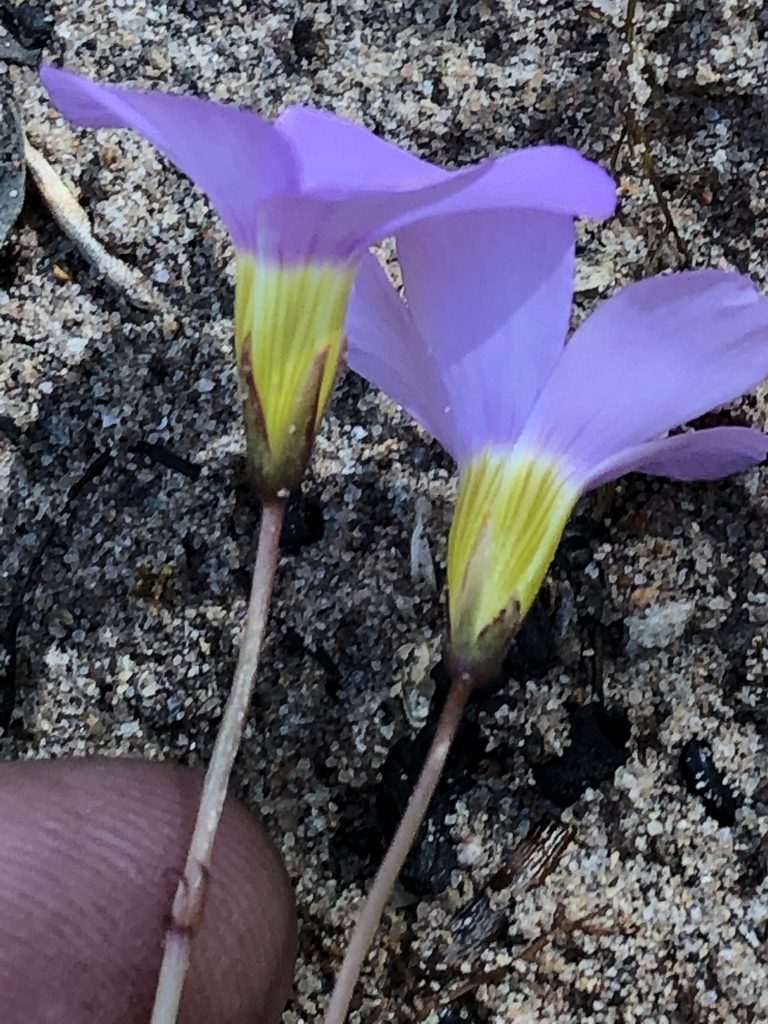 Oxalis anomala, photographed by Dave U