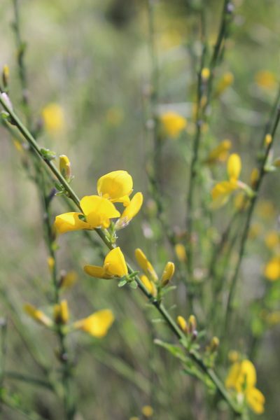 Genista cinerea, photographed by Fabien Piednoir