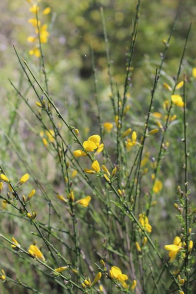 Genista cinerea, photographed by Fabien Piednoir