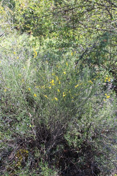 Genista cinerea, photographed by Fabien Piednoir