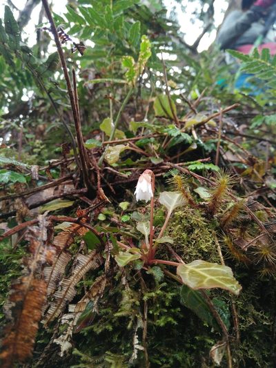 Shortia rotundifolia, photographed by Cheng-Te Hsu