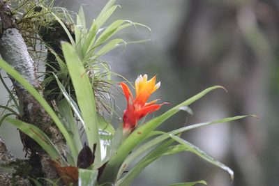 Guzmania lingulata, photographed by Aitor