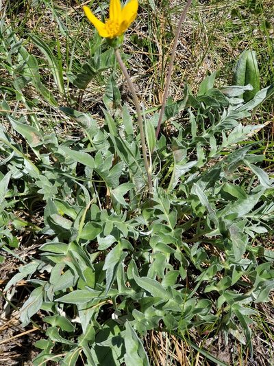 Balsamorhiza sericea, photographed by Ellen Watrous