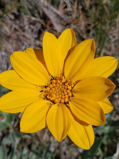Balsamorhiza sericea, photographed by Ellen Watrous