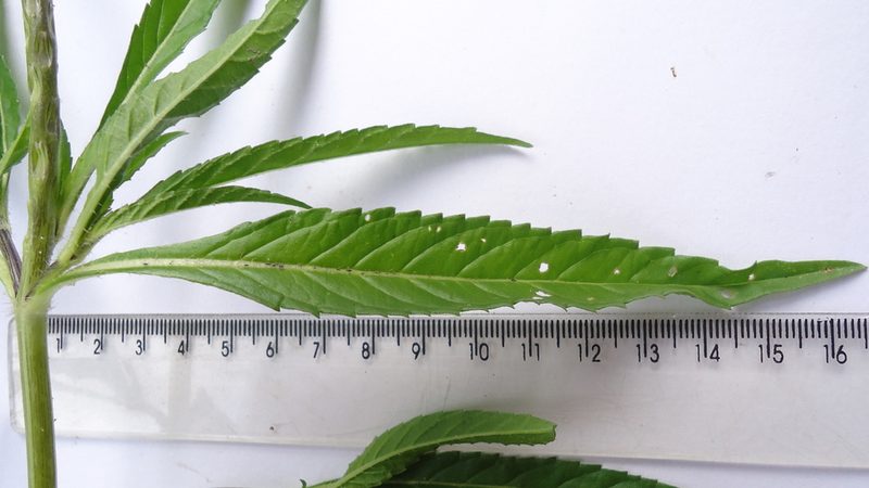 Stachytarpheta indica, photographed by russiannaturalistbrazil