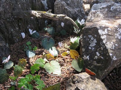 Cyclamen creticum, photographed by Ronald Flipphi