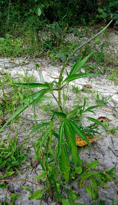 Stachytarpheta indica, photographed by russiannaturalistbrazil