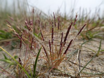Mibora minima, photographed by Robert H. Wardell