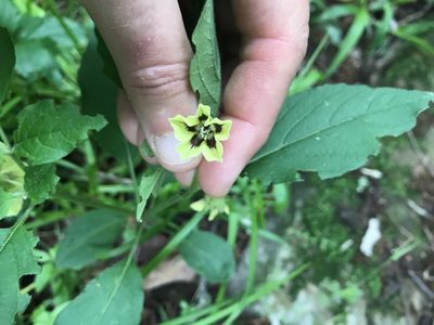 Physalis virginiana, photographed by Miranda Kohout