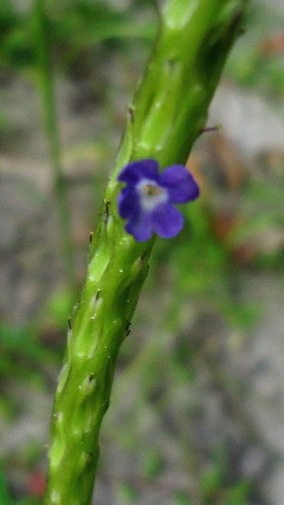 Stachytarpheta indica, photographed by russiannaturalistbrazil