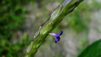 Stachytarpheta indica, photographed by russiannaturalistbrazil