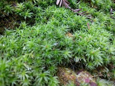 Atrichum selwynii, photographed by Tom