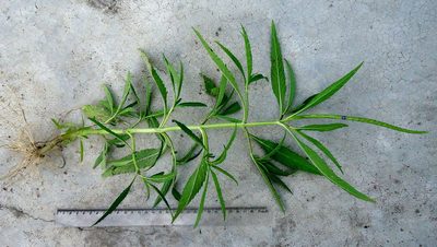 Stachytarpheta indica, photographed by russiannaturalistbrazil