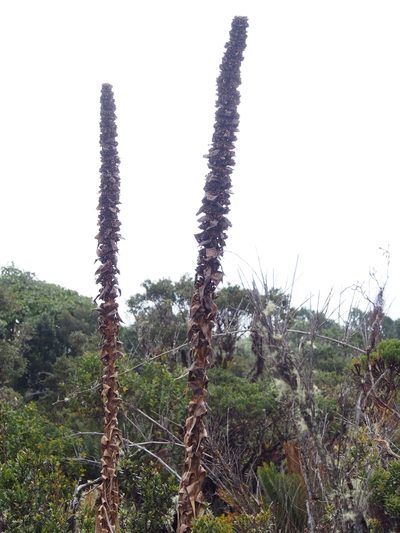 Puya dasylirioides, photographed by Lena Struwe