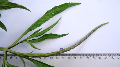 Stachytarpheta indica, photographed by russiannaturalistbrazil