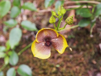 Telipogon costaricensis, photographed by Lena Struwe
