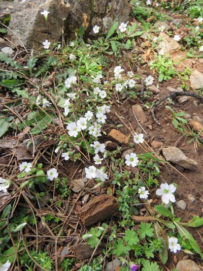 Cerastium scaposum, photographed by Ronald Flipphi