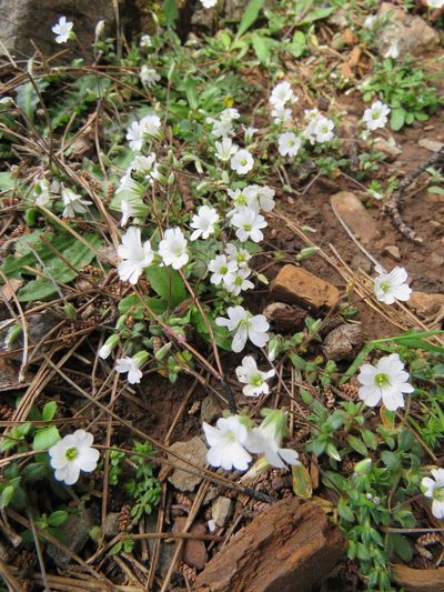 Cerastium scaposum, photographed by Ronald Flipphi