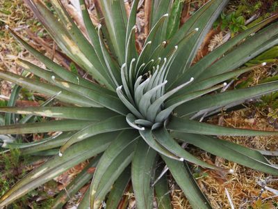 Puya dasylirioides, photographed by Lena Struwe
