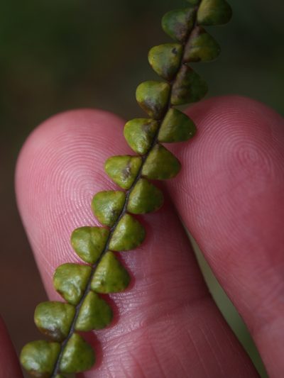 Melpomene moniliformis, photographed by Lena Struwe