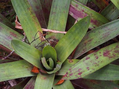 Werauhia ororiensis, photographed by Lena Struwe
