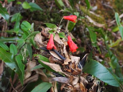 Bomarea hirsuta, photographed by Lena Struwe