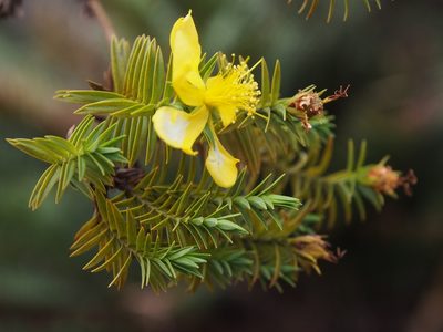 Hypericum irazuense, photographed by Lena Struwe