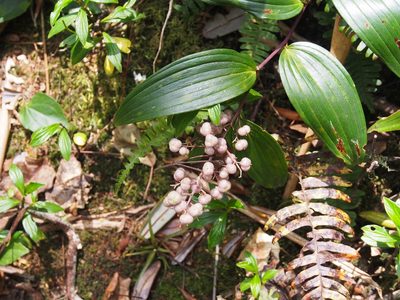 Maianthemum gigas, photographed by Lena Struwe
