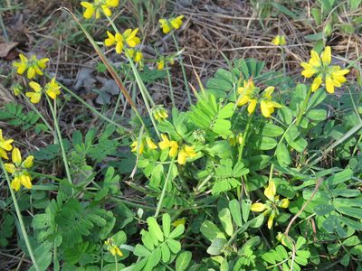 Coronilla securidaca, photographed by Ronald Flipphi